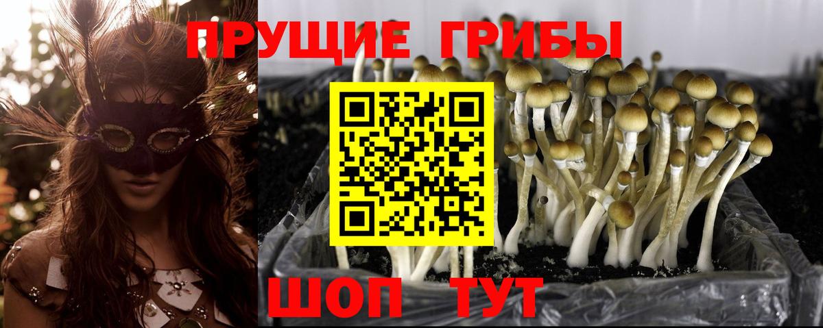 наркошоп  Псилоцибиновые грибы MAGIC MUSHROOMS  Вход с VPN  Кизилюрт 